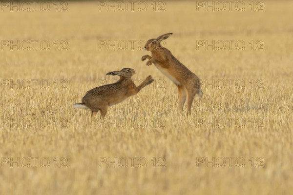 European brown hare (Lepus europaeus) two adult animals hares boxing fighting in a farmland stubble field in summer, Suffolk, England, United Kingdom