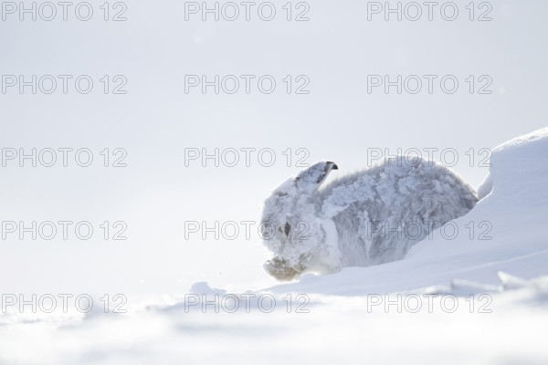 Mountain hare (Lepus timidus) adult animal in its white coat in snow on a mountain in winter, Scotland, United Kingdom