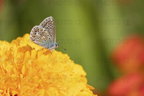 Common blue butterfly (Polyommatus icarus) adult insect feeding on a garden French marigold flower in summer, Suffolk, England, United Kingdom