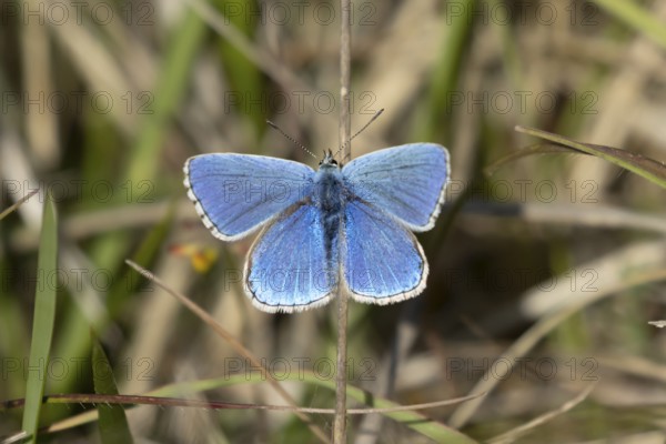 Adonis blue butterfly (Polyommatus bellargus) adult male insect resting on a grass leaf in spring, Cambridgeshire, England, United Kingdom