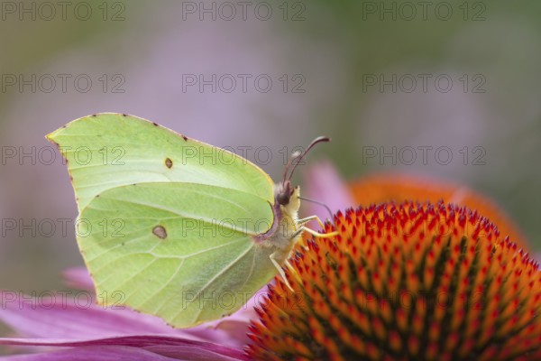Brimstone butterfly (Gonepteryx rhamni) adult male insect feeding on a Coneflower (Echinacea spp) flower in summer, Suffolk, England, United Kingdom