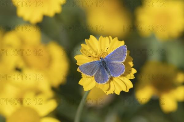 Common blue butterfly (Polyommatus icarus) adult insect male feeding on a Corn marigold flower in summer, Suffolk, England, United Kingdom
