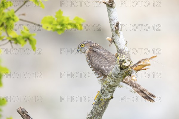 Sparrowhawk (Accipiter nisus) Germany