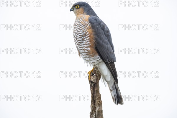 Sparrowhawk (Accipiter nisus) Terzel Germany