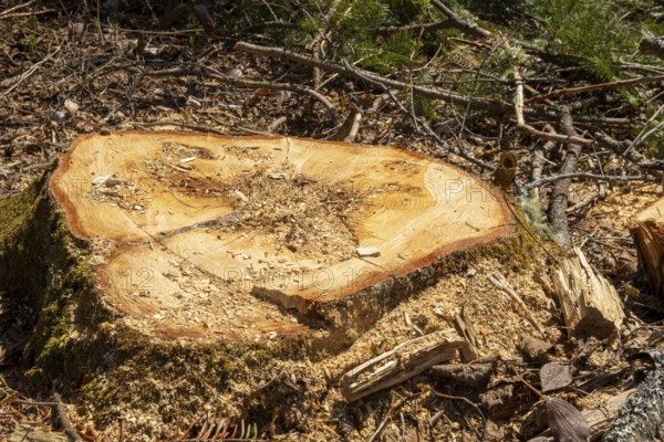 Stump of a large white pine cut down by foresters, La Mauricie region, Province of Quebec, Canada