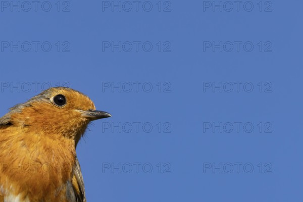 European robin (Erithacus rubecula) adult garden bird head portrait, Suffolk, England, United Kingdom