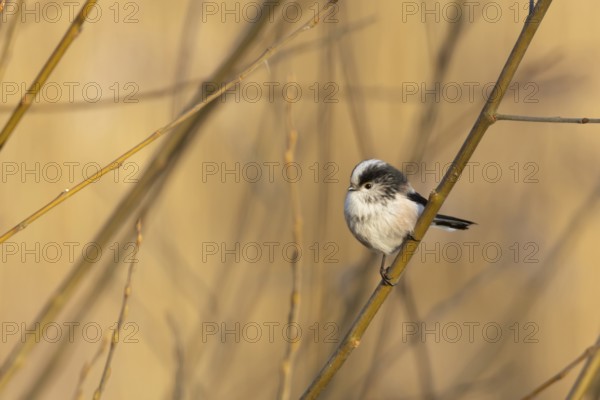 Long tailed tit (Aegithalos caudatus) adult garden bird on a tree branch in winter, Suffolk, England, United Kingdom
