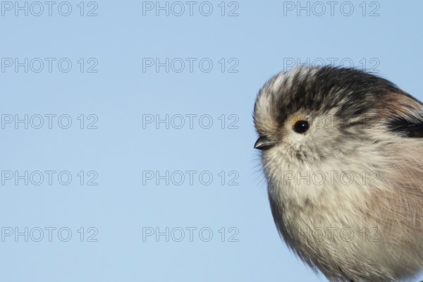 Long tailed tit (Aegithalos caudatus) adult garden bird head portrait, Suffolk, England, United Kingdom