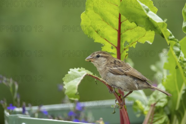House sparrow (Passer domesticus) adult female bird feeding on a Swiss chard vegetable plant in a garden raised bed in summer, Suffolk, England, United Kingdom