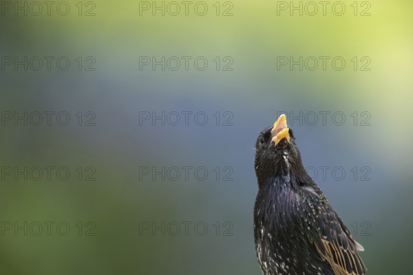 Common starling (Sturnus vulgaris) adult garden bird singing, England, United Kingdom