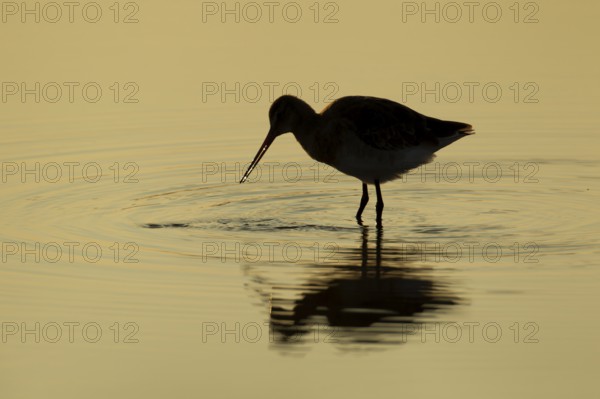 Black tailed godwit (Limosa limosa) adult wader bird feeding in a shallow lagoon silhouette at sunset, RSPB Minsmere nature reserve, Suffolk, England, United Kingdom