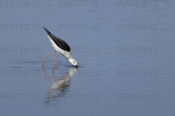 Black winged stilt (Himantopus himantopus) adult wader bird feeding in a shallow a lagoon, RSPB Titchwell nature reserve, Norfolk, England, United Kingdom