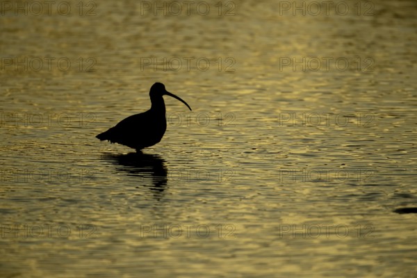 Eurasian curlew (Numenius arquata) adult bird feeding in a coastal lagoon silhouette at sunset, Norfolk, England, United Kingdom