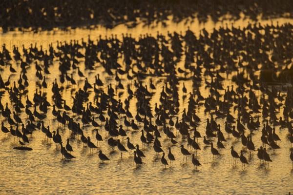 Black tailed godwit (Limosa limosa) adult wading birds flocked together at hide tide in a shallow lagoon silhouette at sunset, RSPB Frampton marsh nature reserve, Lincolnshire, England, United Kingdom