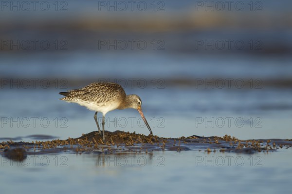 Bar tailed godwit (Limosa lapponica) adult wading bird in winter plumage feeding on a shoreline, Norfolk, England, United Kingdom