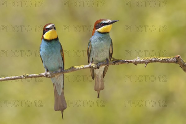 European bee-eater (Merops apiaster) two animals sitting on a branch covered with green lichen, pair of animals, Lake Neusiedl, Burgenland, Austria