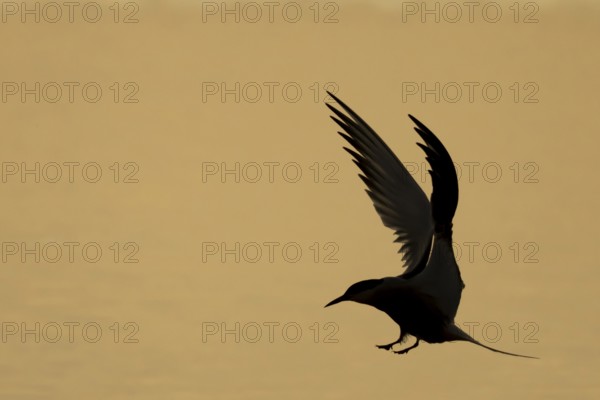 Common tern (Sterna hirundo) adult bird in flight silhouette at sunset, RSPB Minsmere nature reserve, Suffolk, England, United Kingdom