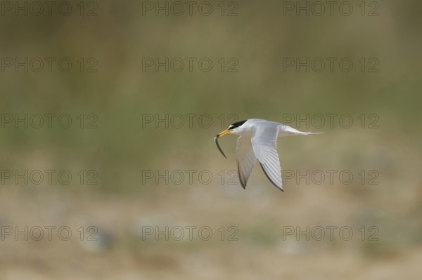 Little tern (Sternula albifrons) adult bird in flight carrying a fish in it's beak in summer, Norfolk, England, United Kingdom