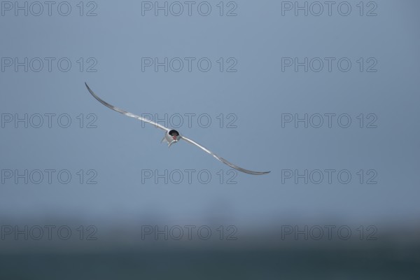 Common tern (Sterna hirundo) adult bird in flight with a fish for food in its beak in summer, Suffolk, England, United Kingdom