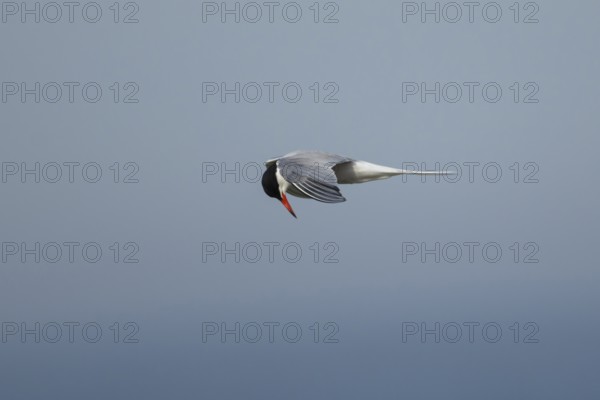 Common tern (Sterna hirundo) adult bird hovering in flight in summer, RSPB Minsmere nature reserve, Suffolk, England, United Kingdom