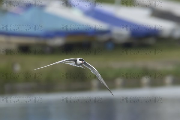 Common tern (Sterna hirundo) adult bird in flight over a lake, Suffolk, England, United Kingdom