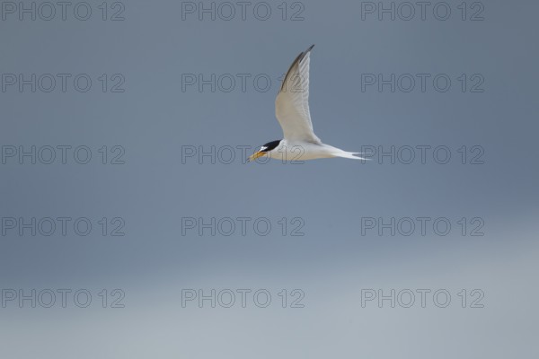 Little tern (Sternula albifrons) adult bird in flight in summer, Norfolk, England, United Kingdom