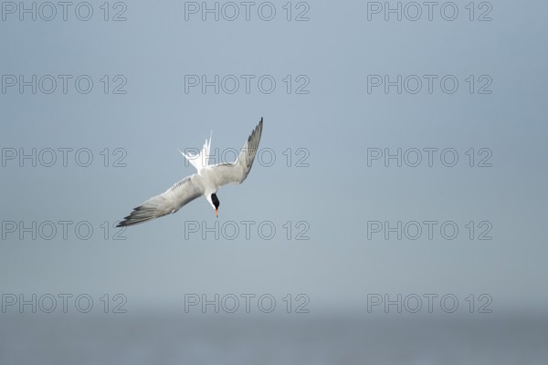 Common tern (Sterna hirundo) adult bird diving down in flight in summer, RSPB Minsmere nature reserve, Suffolk, England, United Kingdom