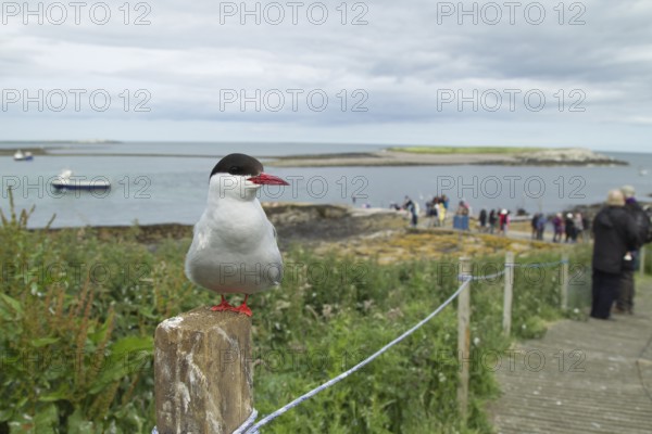 Arctic tern (Sterna paradisaea) adult bird perched on a fence post next to a footpath with people in the background in summer, Farne islands, Northumberland, England, United Kingdom