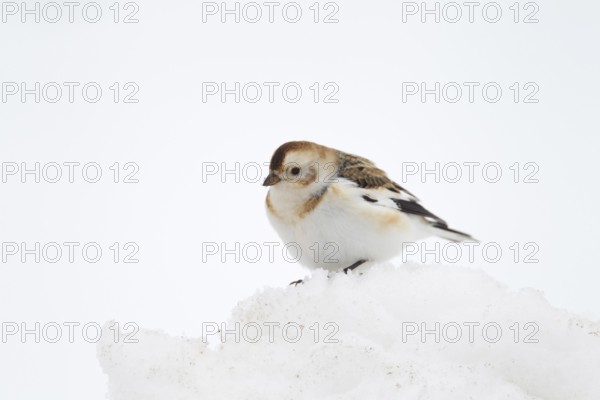 Snow bunting (Plectrophenax nivalis) adult bird on snow in winter, Scotland, United Kingdom