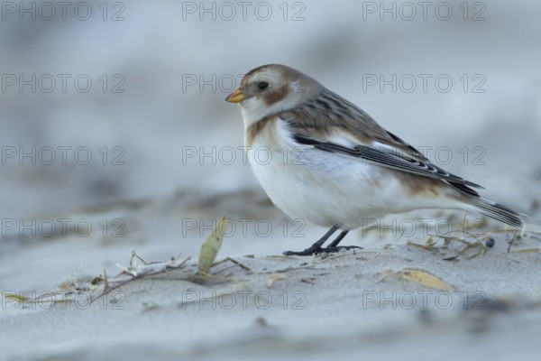 Snow bunting (Plectrophenax nivalis) adult bird on a beach in winter, Norfolk, England, United Kingdom