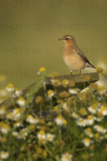 Northern wheatear (Oenanthe oenanthe) adult bird perched on a post, RSPB Havergate island nature reserve, Suffolk, England, United Kingdom