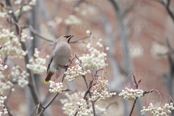 Waxwing (Bombycilla garrulus) adult bird on a tree full of berries in winter, Suffolk, England, United Kingdom