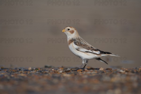 Snow bunting (Plectrophenax nivalis) adult bird on a shingle beach in winter, Norfolk, England, United Kingdom