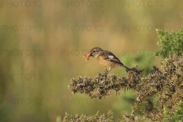 European stonechat (Saxicola rubicola) juvenile young bird feeding on a moth in summer, Suffolk, England, United Kingdom