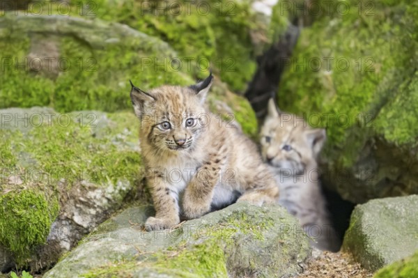 Eurasian lynx (Lynx lynx) youngsters (cubs) on a rock in a forest, Bavaria, Germany