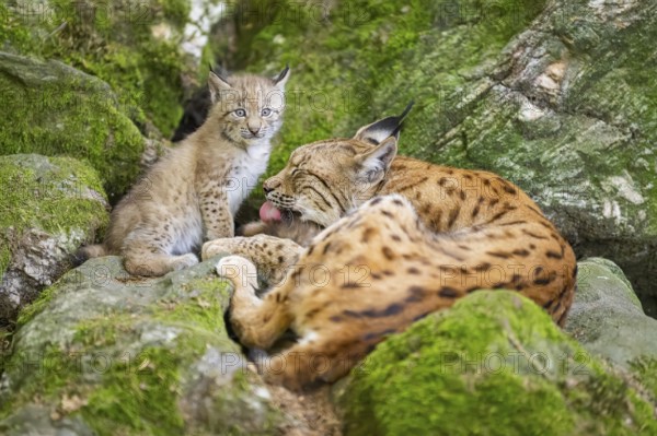 Eurasian lynx (Lynx lynx) mother with her youngsters (cubs) lying on a rock in a forest, Bavaria, Germany