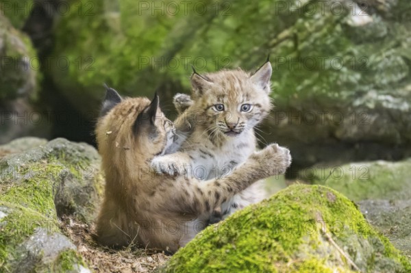 Eurasian lynx (Lynx lynx) mother with her youngsters (cubs) playing between rocks with each other in a forest, Bavaria, Germany