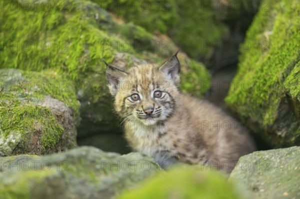 Eurasian lynx (Lynx lynx) youngster (cub) on a rock in a forest, Bavaria, Germany