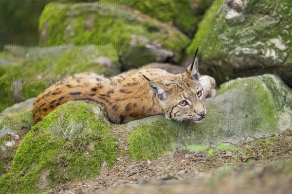 Eurasian lynx (Lynx lynx) lying on a rock in a forest, Bavaria, Germany