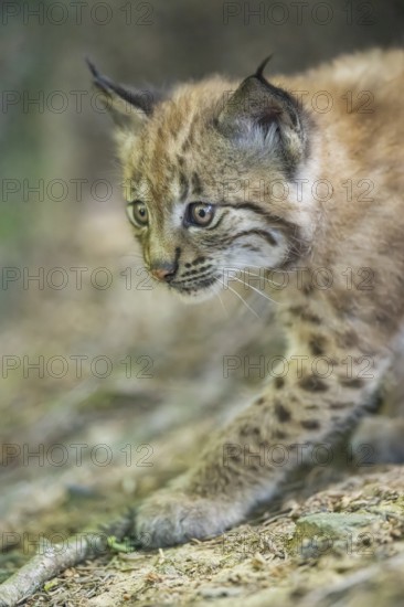 Eurasian lynx (Lynx lynx) youngster (cub) walkking in a forest, Bavaria, Germany
