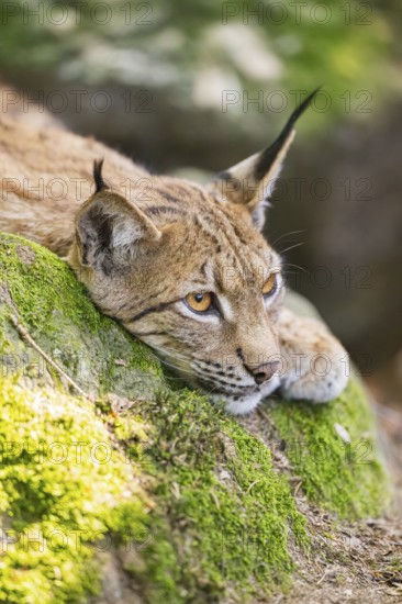 Eurasian lynx (Lynx lynx) lying on a rock in a forest, portrait, Bavaria, Germany