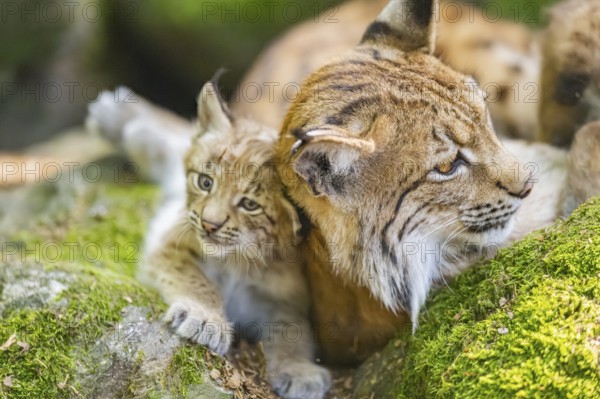 Eurasian lynx (Lynx lynx) mother with her youngsters (cubs) lying on a rock in a forest, Bavaria, Germany