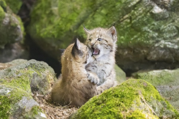 Eurasian lynx (Lynx lynx) mother with her youngsters (cubs) playing between rocks with each other in a forest, Bavaria, Germany