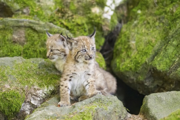 Eurasian lynx (Lynx lynx) youngsters (cubs) on a rock in a forest, Bavaria, Germany