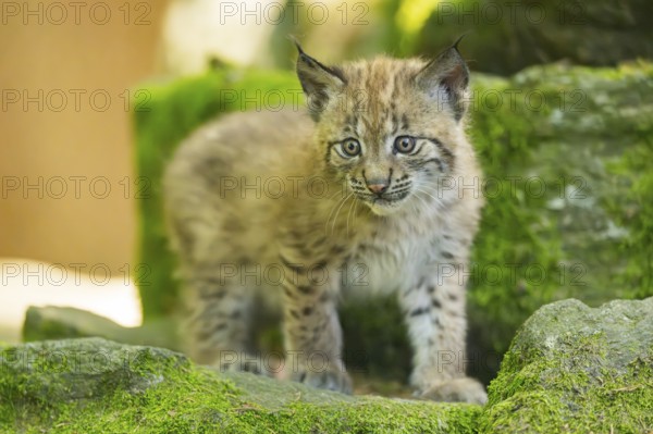 Eurasian lynx (Lynx lynx) youngster (cub) walking on rocks in a forest, Bavaria, Germany