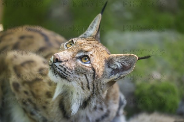 Eurasian lynx (Lynx lynx) in a forest, portrait, Bavaria, Germany