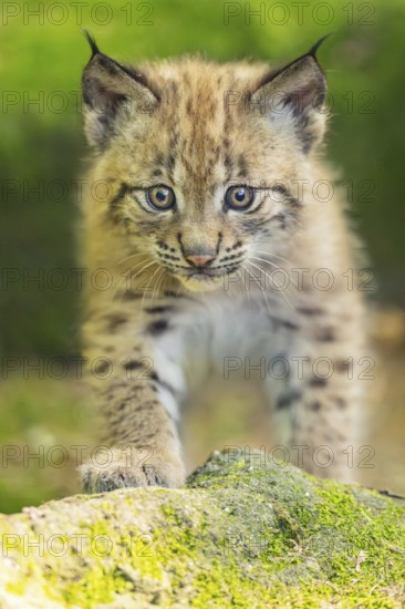 Eurasian lynx (Lynx lynx) youngster (cub) walking on rocks in a forest, Bavaria, Germany