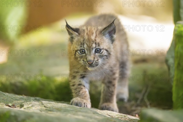 Eurasian lynx (Lynx lynx) youngster (cub) walking on rocks in a forest, Bavaria, Germany