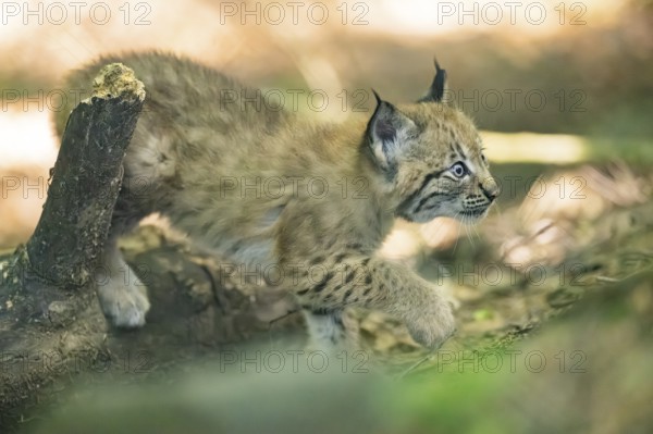 Eurasian lynx (Lynx lynx) youngster (cub) walkking in a forest, Bavaria, Germany