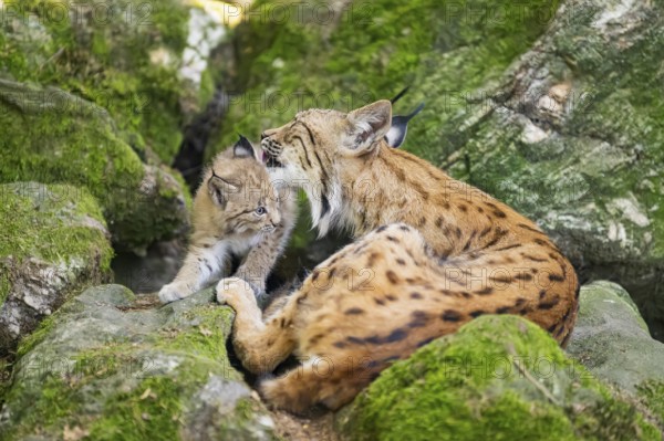 Eurasian lynx (Lynx lynx) mother with her youngsters (cubs) lying on a rock in a forest, Bavaria, Germany